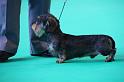 Crufts_dachshunds 117